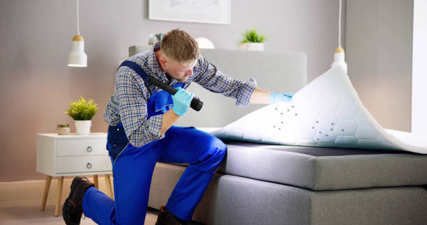 Termite control inspection