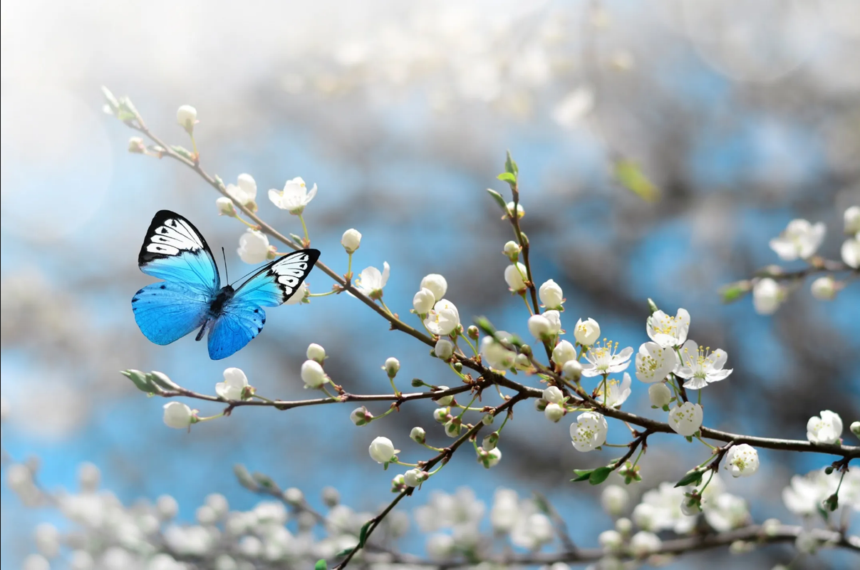 ¿Qué significa la visita de una mariposa en tu casa? 