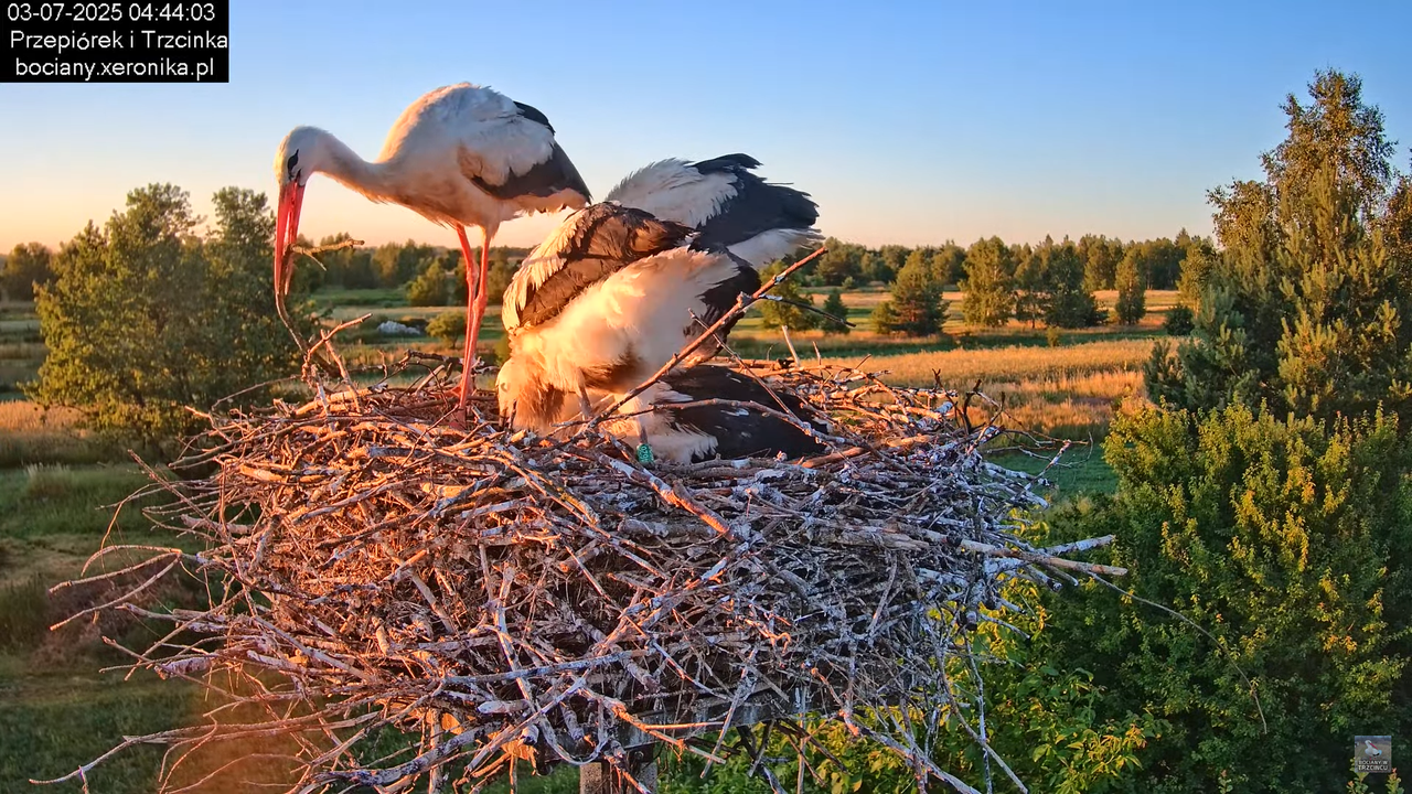 03072025bociany1