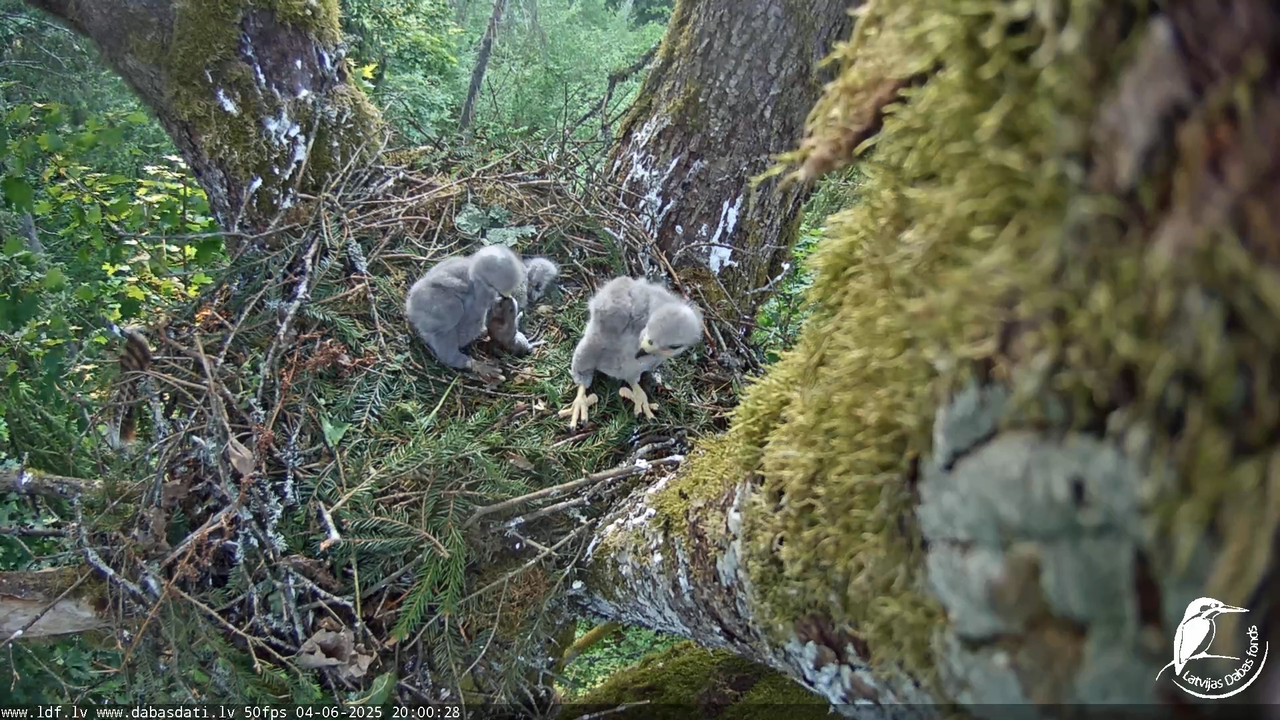 Melnās klijas (Milvus migrans) Kurzemē_ peļu klijāni (Buteo buteo) 13-24-48 screenshot