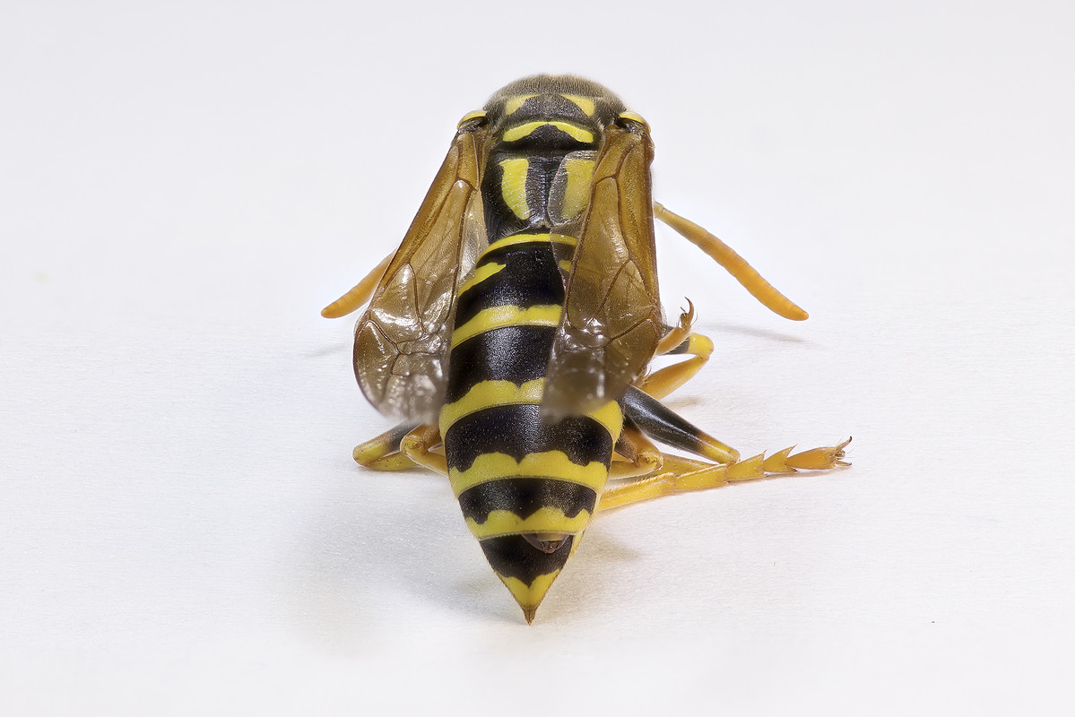 guepe_derriere2000pxb