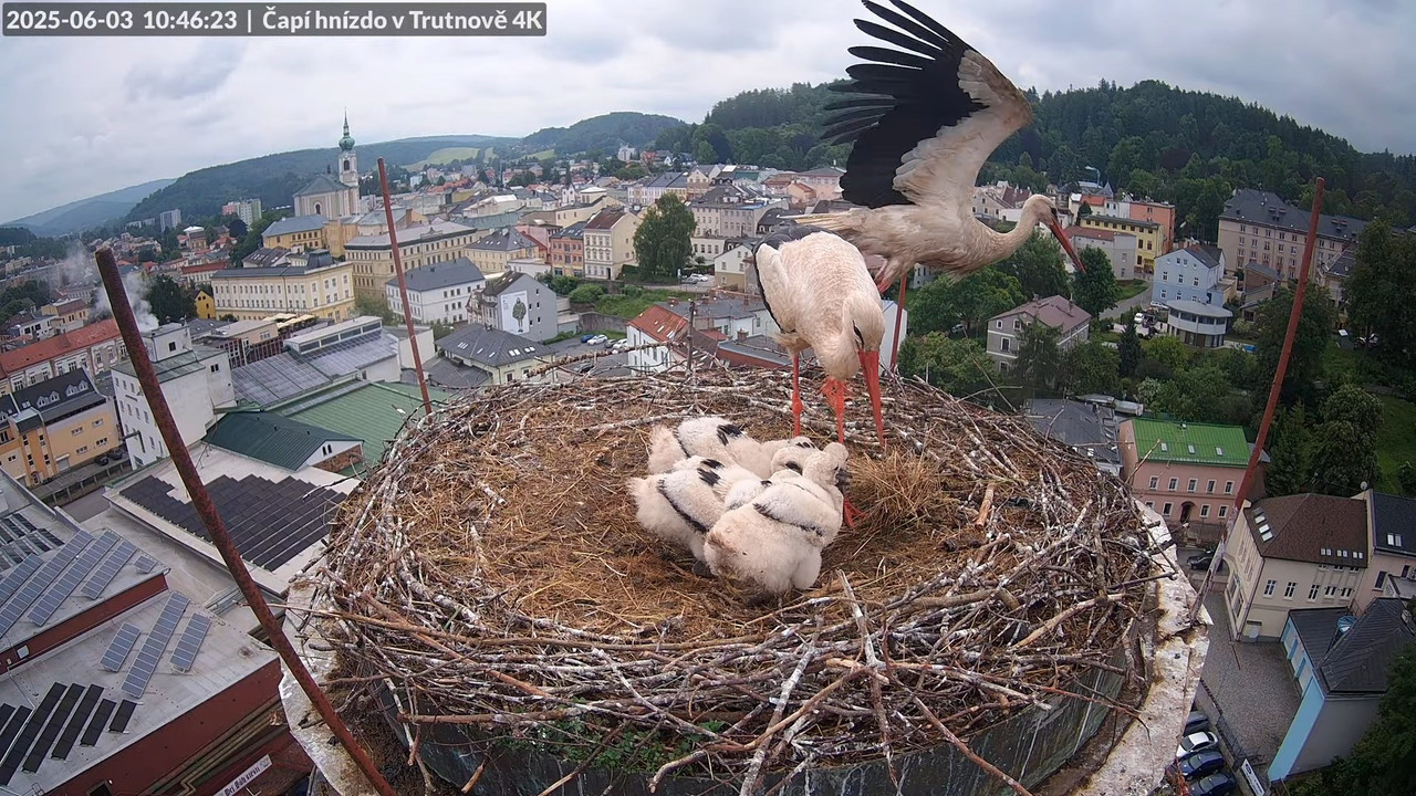 Živě z čapího hnízda na pivovarském komíně v Trutnově 9-11-14 screenshot (1)