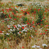 Icons-Neu-62