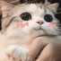 https://i.postimg.cc/ryGghbHs/animals-44.gif