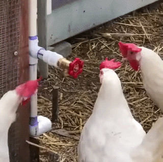 daily-gifdump-3344-25.gif