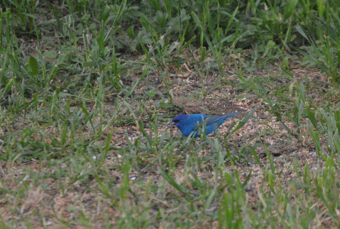 2021-5-1 Indigo Bunting (1)