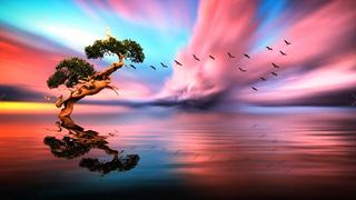 Phòng Thơ Cộng Đồng (Gửi Bài Viết) Solitary-tree-lake-birds-in-flight-red-cloud-sunset-reflection-i