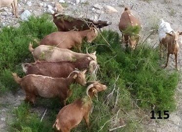 115 Richard Calida IMG_20200507_185340