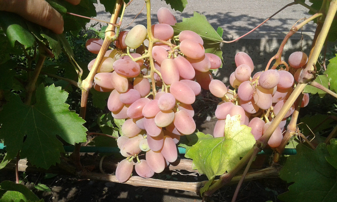 Копия IMG-20180721-WA0022