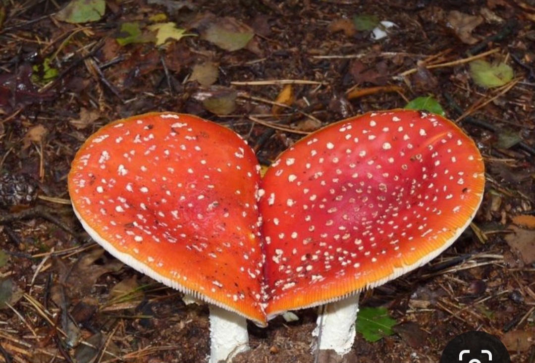 Screenshot_20240214_174818_Pinterest