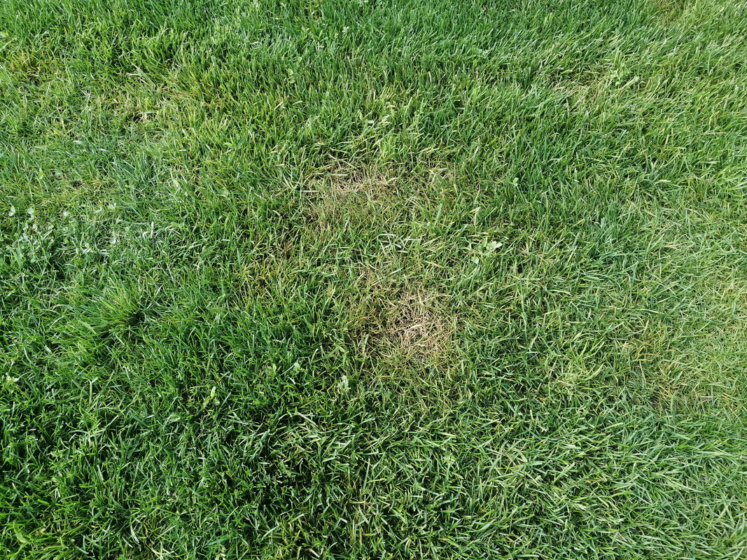Fungus ID thread | Page 27 | Lawn Care Forum