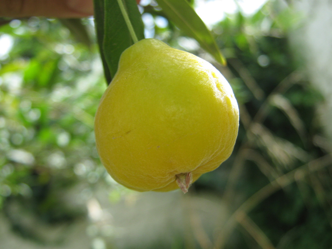 uvaia_primera_-20141227T105832