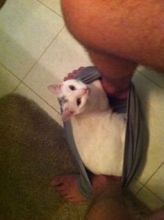 Cat Humor #8