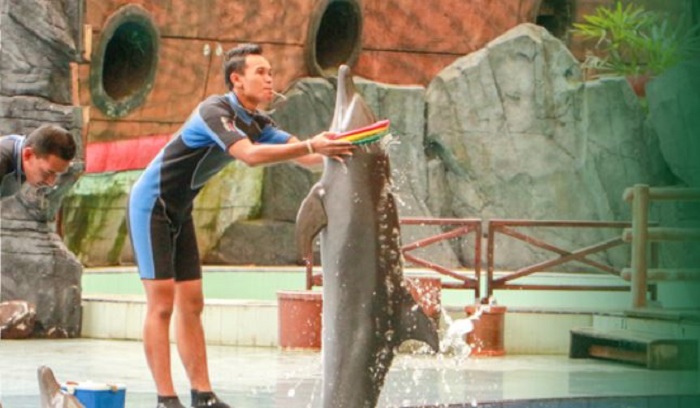 Pertunjukan Dolphin & Friends di Taman Safari Prigen
