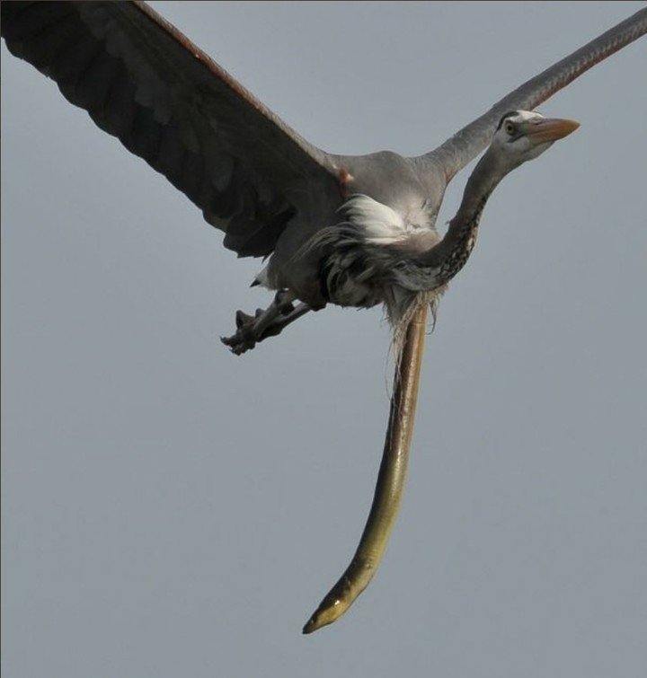 Anguila se salva de ser devorada al atravesar el cuello de garza que la atrapó