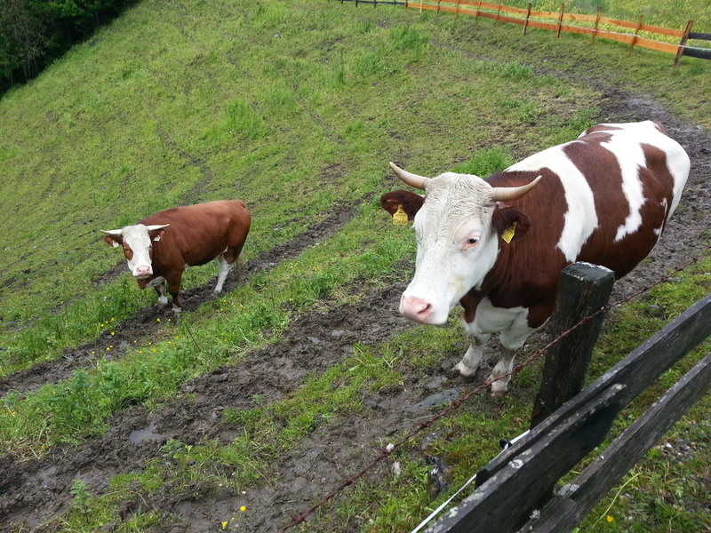 45. Ispaša pod ručnom defiitivno nije fraza - ok