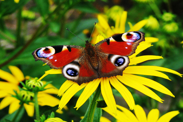 the-most-beautiful-butterflies-in-the-world-picture-2-0iam3-Y7-QE.jpg
