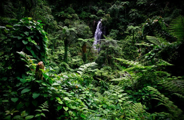 fiji-taveuni