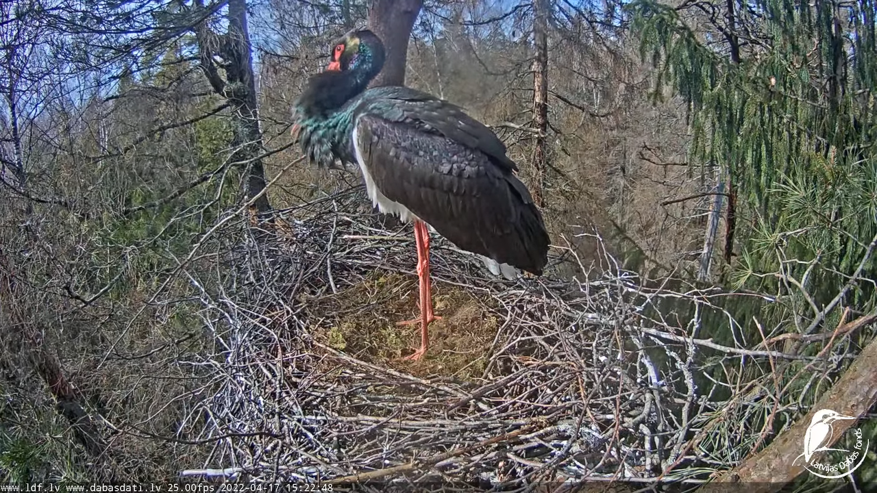 Melnais stārķis (Ciconia nigra) Siguldas novadā - LDF tiešraide 8-10-9 screenshot