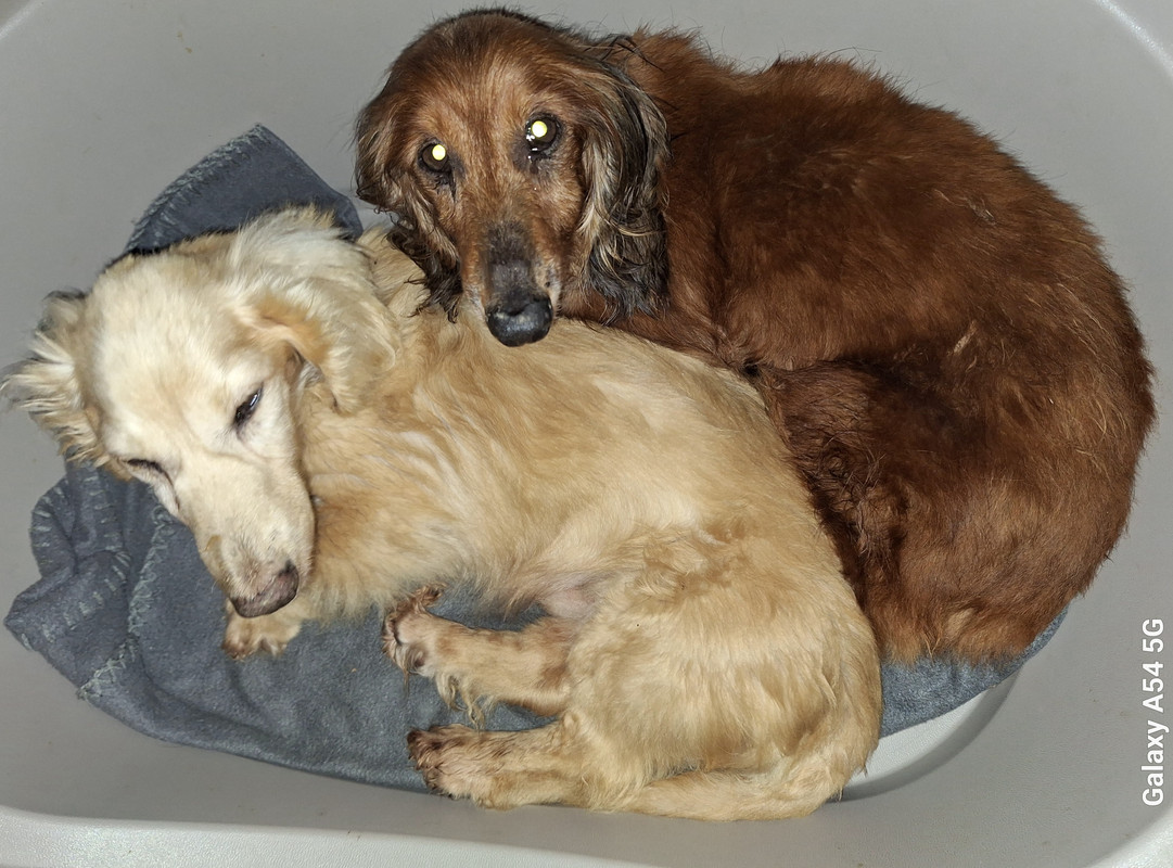 [Image: 20240824-200553.jpg]