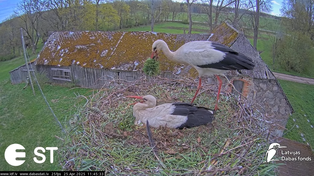 (26) Baltie stārķi (Ciconia ciconia) Tukuma novadā __ White storks in Tukums, Latvia - YouTube - 591