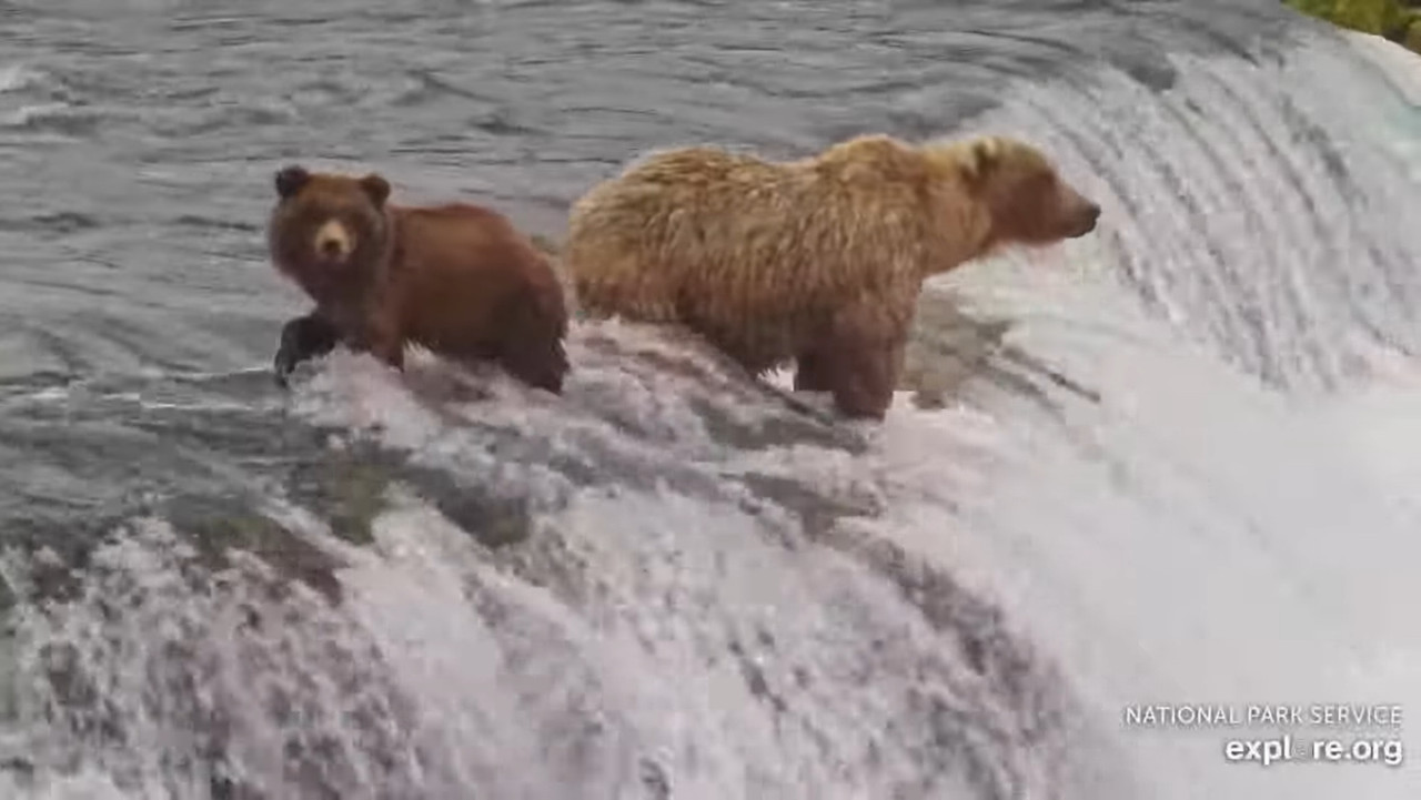 128 Grazer and 128jr (“Biggie”) standing in the waterfall at Brooks Falls in Katmai National Park