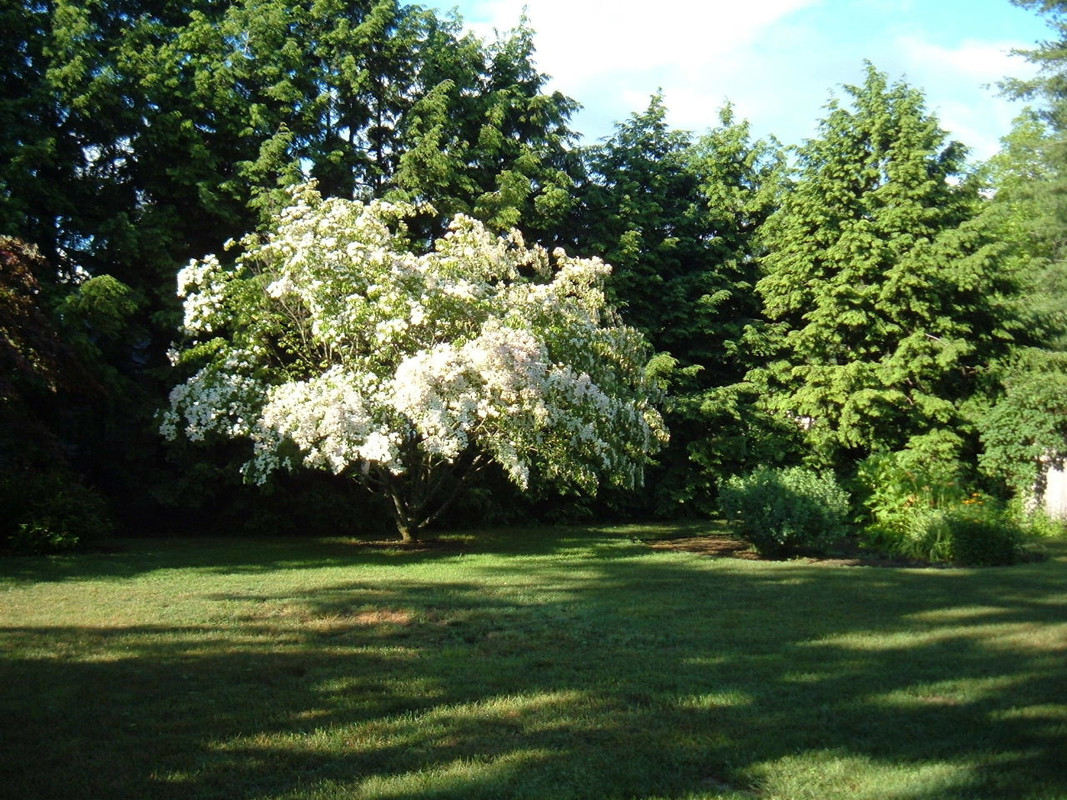2018 june 25 dogwood