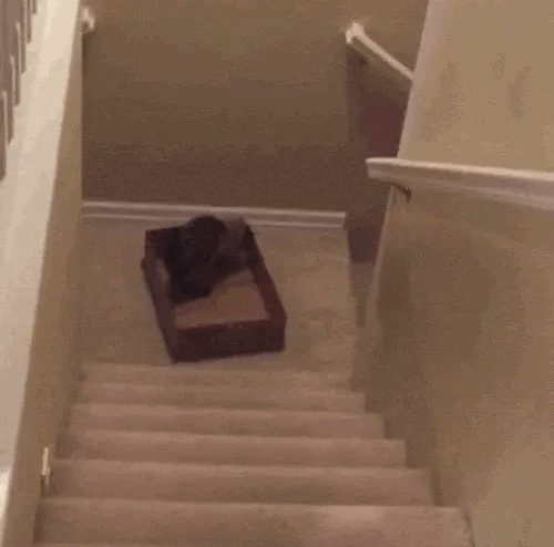 cat-sliding-reverse.gif