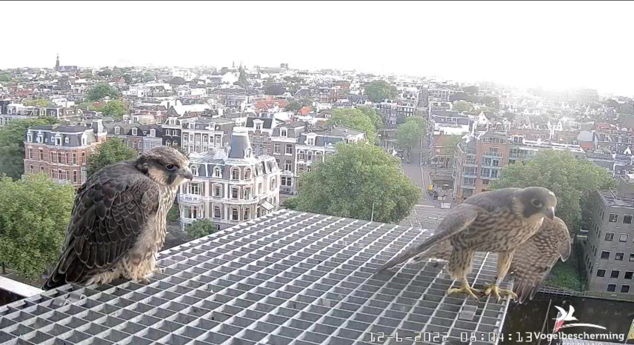 Amsterdam/Rijksmuseum screenshots © Beleef de Lente/Vogelbescherming Nederland - Pagina 25 Video-2022-06-12-080632-Moment-5