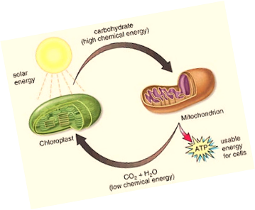 Endosymbiosis