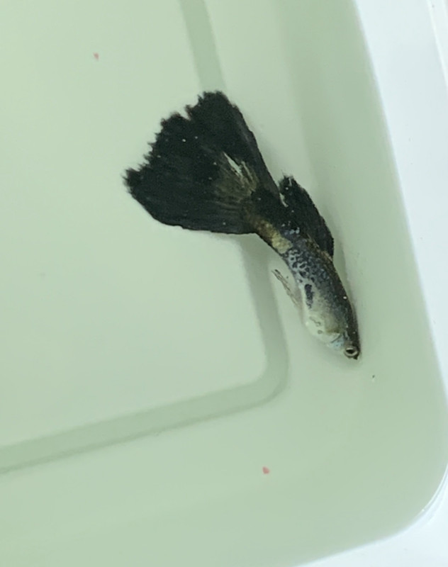 F58BC8D9-7E57-4AB6-9618-5EAE6DDE5E4A