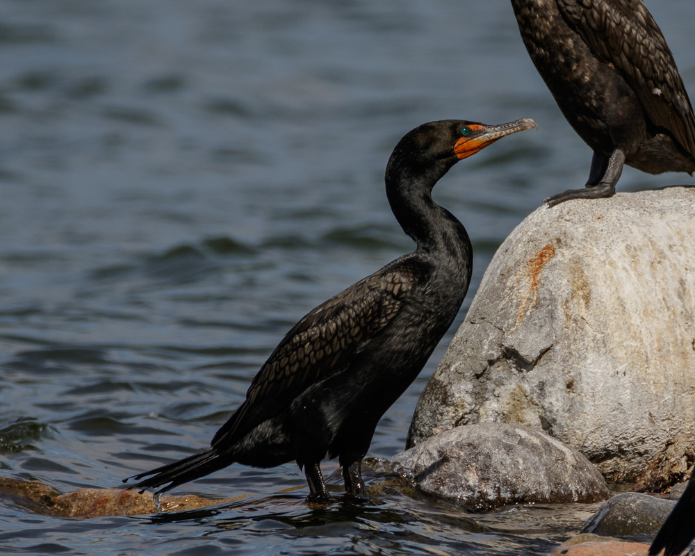 Double-crested Cormorant-66