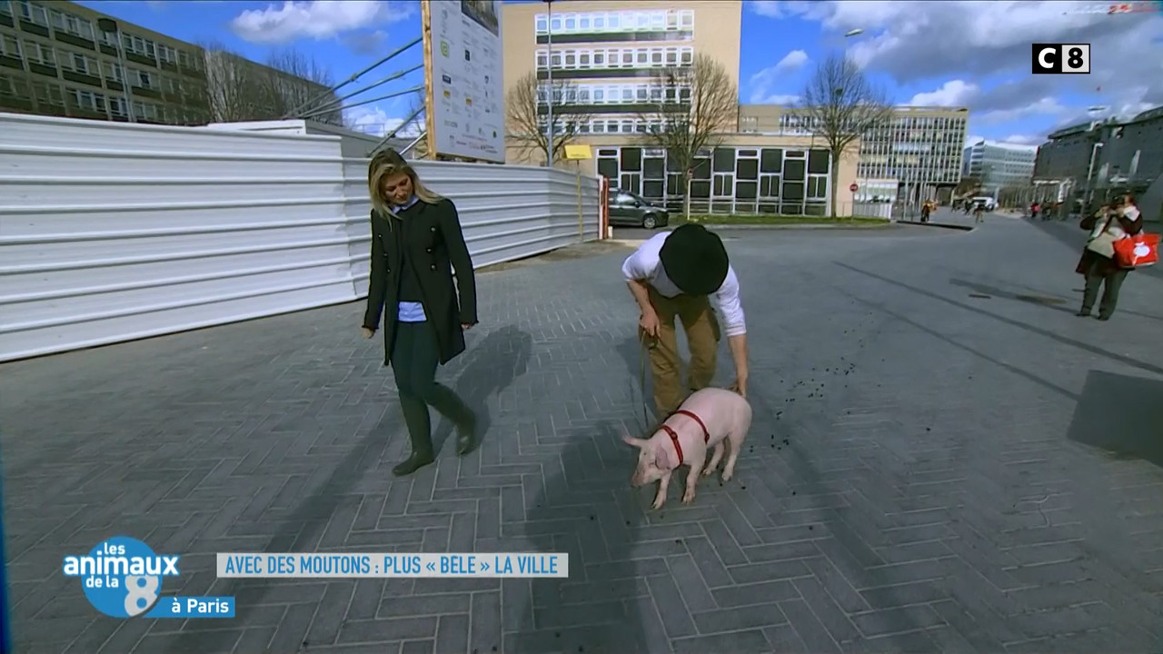 2020-04-27_08_45_C8_Les-animaux-de-la-8.mp4_snapshot_01.22.44_[2020.05.08_17.03.07]