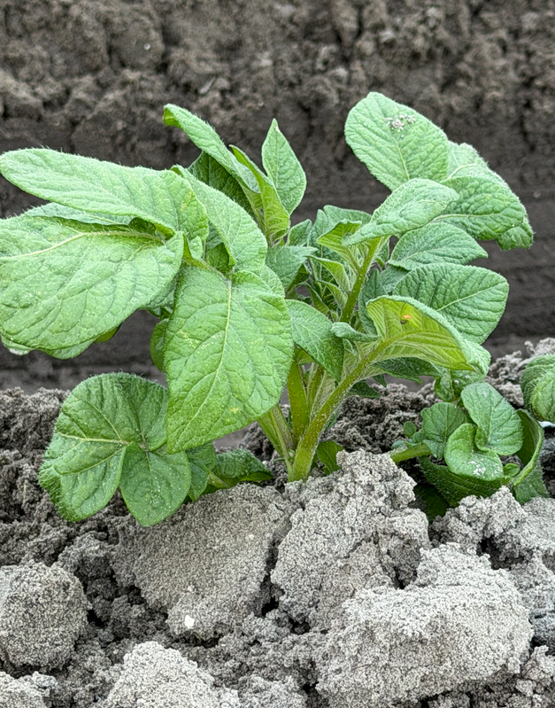 [Image: Young-Potato-Plant-Fla.png]