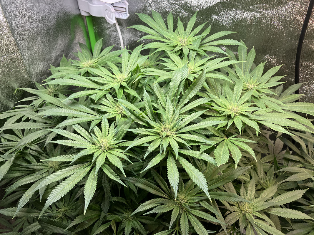 cIMG_1665 (Junio 4  2023)