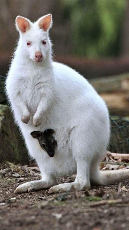 white-kangaroo-new.jpg