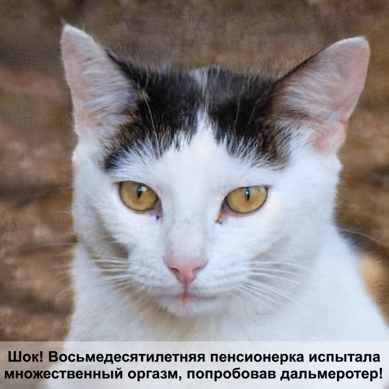 как вывести блох у кошек