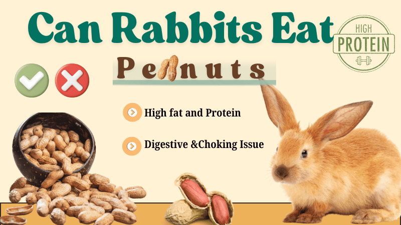 Can Rabbits Eat Peanuts Can Rabbits Eat Peanuts