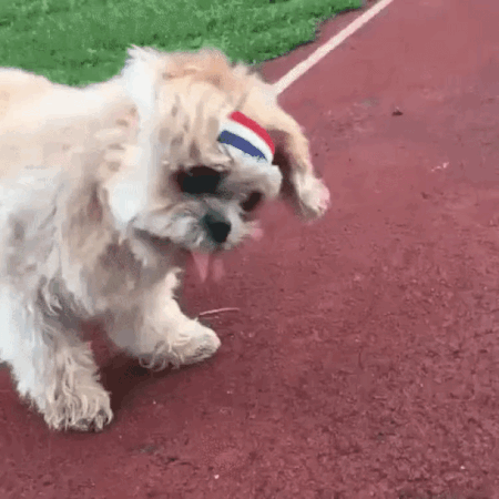 Dogalthlete.gif