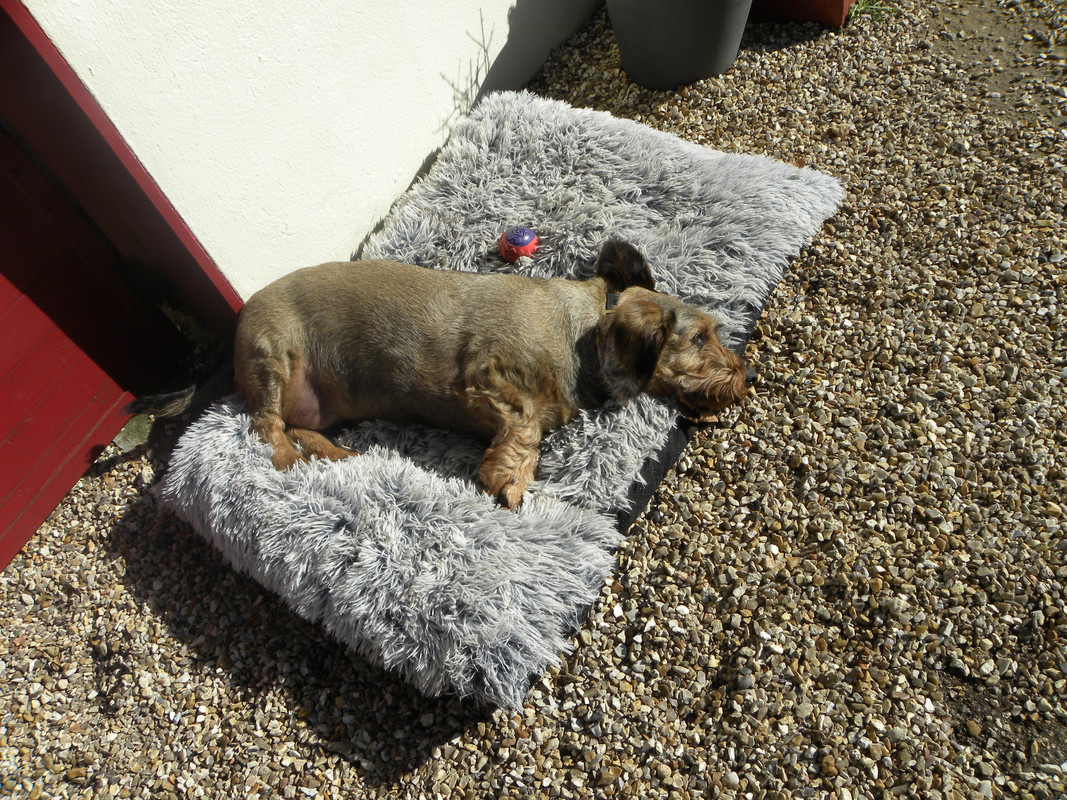 [Image: DSCN9733-Copie.jpg]