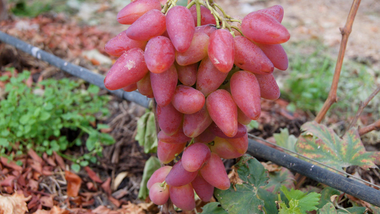 Одна из сигналок на 2-х летке г.ф. Дубовский розовый в теплице Н