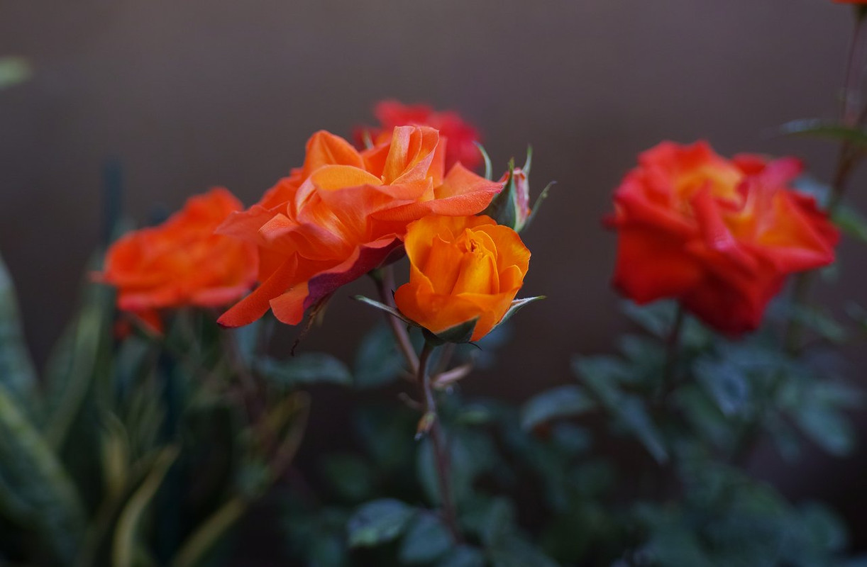 SDIM1315Bweb