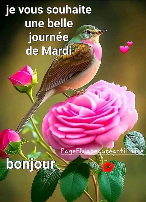 mardiii