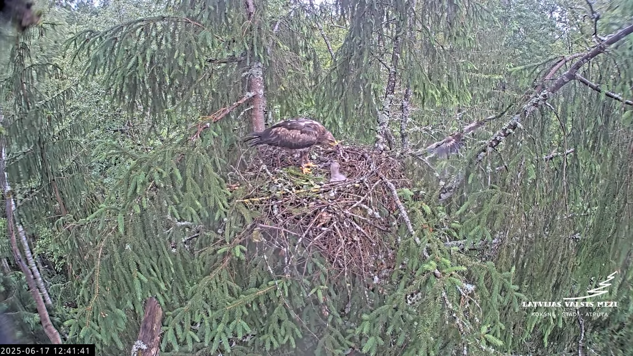 LVM mazais ērglis Lisiņa, egle2 – Lesser Spotted Eagle 13-6-36 screenshot