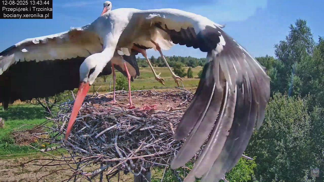 12082025bociany18