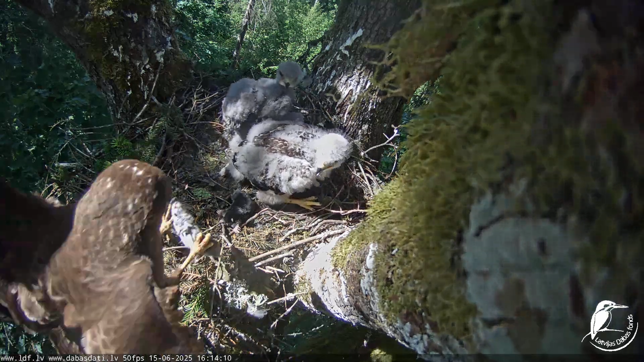 Melnās klijas (Milvus migrans) Kurzemē_ peļu klijāni (Buteo buteo) 14-20-40 screenshot