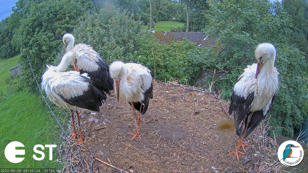 Baltie stārķi (Ciconia ciconia) Tukuma novadā - LDF tiešraide __ White storks in Tukums, Latvia 10-5