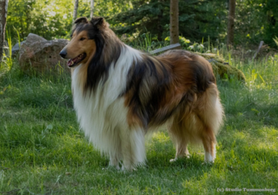 Pitkäkarvainen collie, Millake´s Pure Eoghan