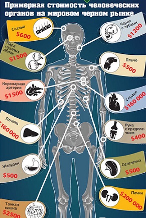 Продажа органов человека. Сколько стоят органы человека. Сколько стоит человек. Стоимость человеческих органов на черном рынке. Сколькоисьоят органы человека.