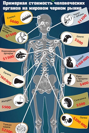 Самой дорогой орган человек. Сколько стоят органы человека. Сколько стоит человек. Стоимость человеческих органов на черном рынке. Сколькоисьоят органы человека.